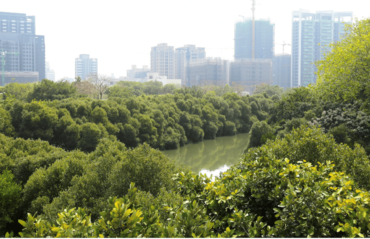 高雄中都濕地公園——2011年復育有成的紅樹林。圖片來源：林幸助終身特聘教授提供